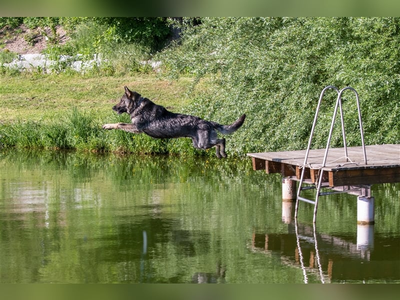 Topverpaarung Deutscher Schäferhund Welpen reinrassig Leistungslinie DDR HD/ED frei!