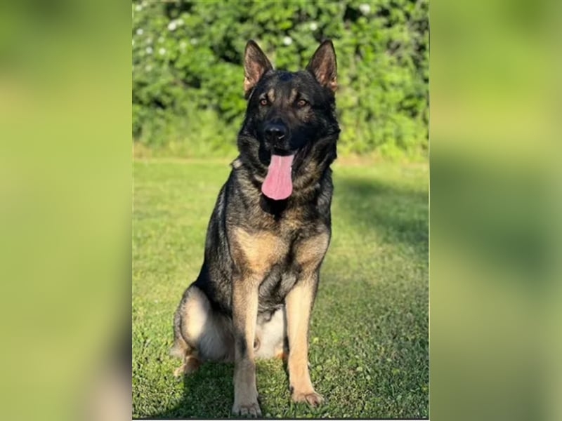 Topverpaarung Deutscher Schäferhund Welpen reinrassig Leistungslinie DDR HD/ED frei!