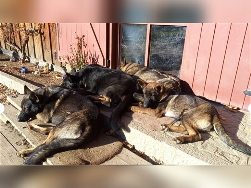 Topverpaarung Deutscher Schäferhund Welpen reinrassig Leistungslinie DDR HD/ED frei!