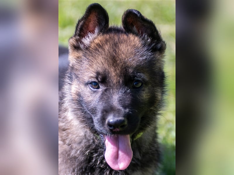 Topverpaarung Deutscher Schäferhund Welpen reinrassig Leistungslinie DDR HD/ED frei!