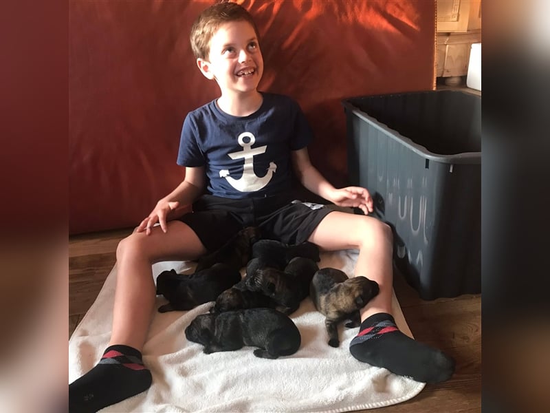 Topverpaarung Deutscher Schäferhund Welpen reinrassig Leistungslinie DDR HD/ED frei!