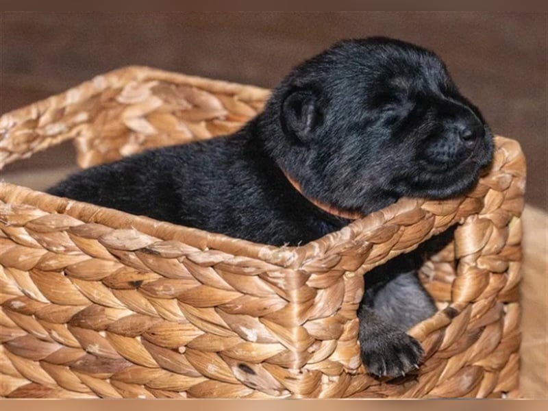 Topverpaarung Deutscher Schäferhund Welpen reinrassig Leistungslinie DDR HD/ED frei!