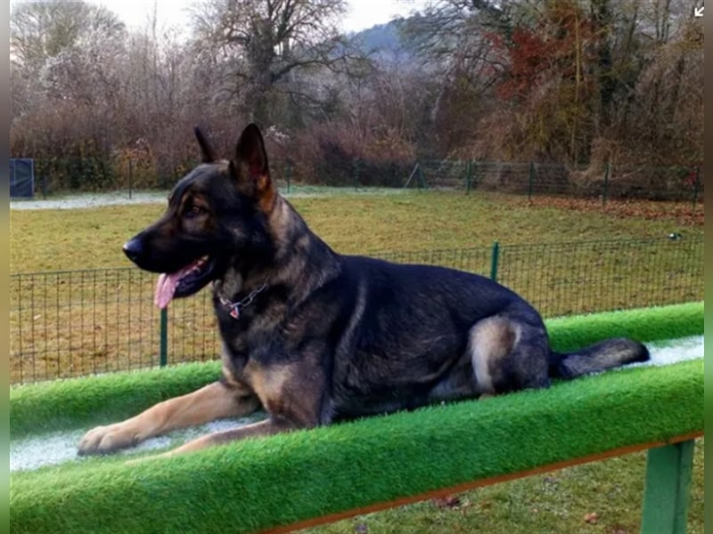 Topverpaarung Deutscher Schäferhund Welpen reinrassig Leistungslinie DDR HD/ED frei!