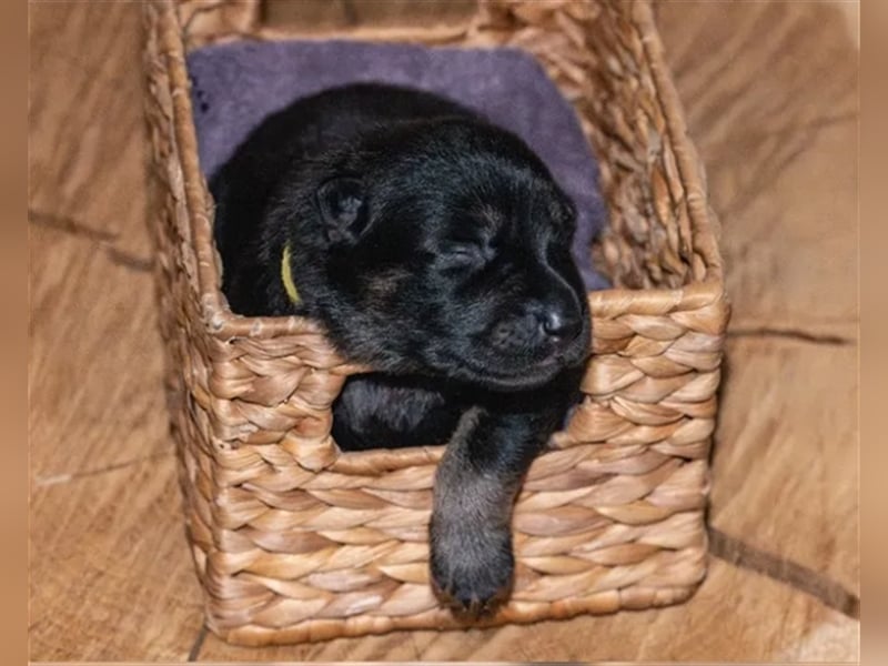 Topverpaarung Deutscher Schäferhund Welpen reinrassig Leistungslinie DDR HD/ED frei!