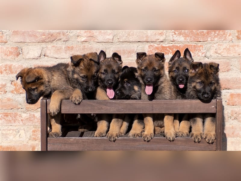 Topverpaarung Deutscher Schäferhund Welpen reinrassig Leistungslinie DDR HD/ED frei!