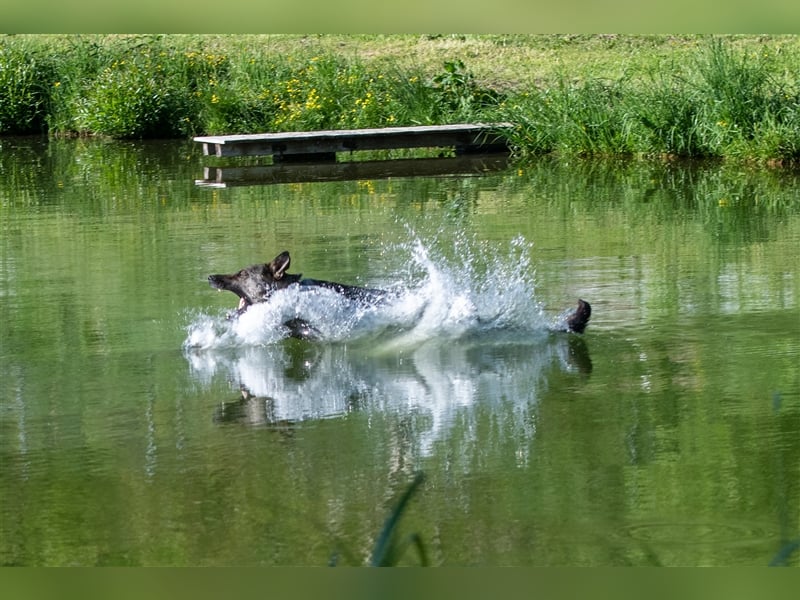 Topverpaarung Deutscher Schäferhund Welpen reinrassig Leistungslinie DDR HD/ED frei!