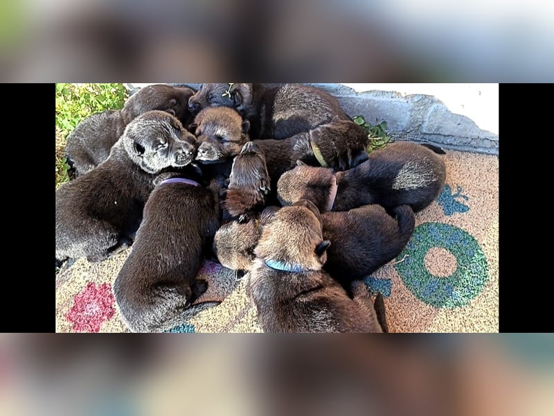 Topverpaarung Deutscher Schäferhund Welpen reinrassig Leistungslinie DDR HD/ED frei!