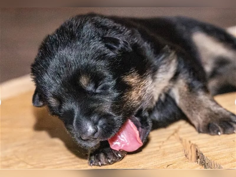 Topverpaarung Deutscher Schäferhund Welpen reinrassig Leistungslinie DDR HD/ED frei!