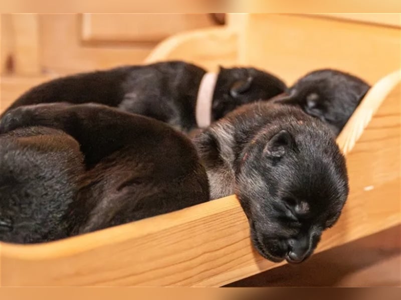 Topverpaarung Deutscher Schäferhund Welpen reinrassig Leistungslinie DDR HD/ED frei!