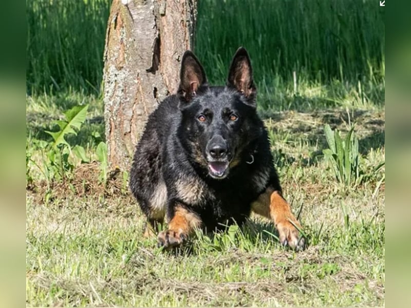 Topverpaarung Deutscher Schäferhund Welpen reinrassig Leistungslinie DDR HD/ED frei!