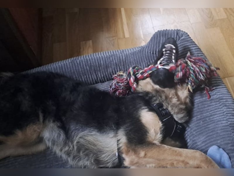 Panda - ein sehr freundlicher Rüde