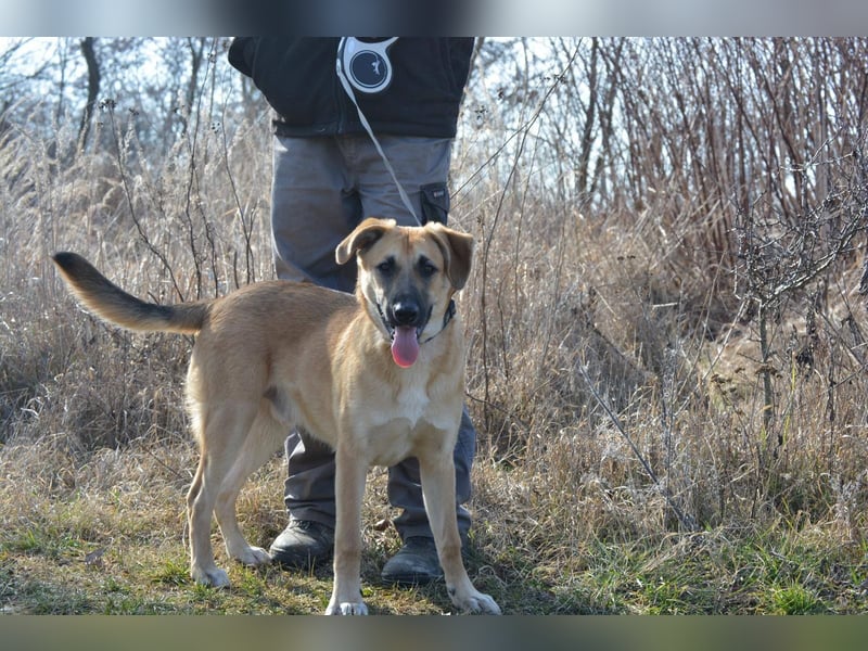 TERRY ca. 10 mon. aktiver, sportl. Schäfermix-Teenager