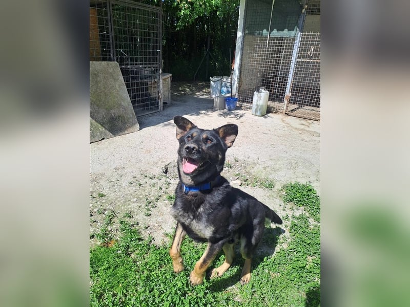 HACI ca. 3,5 J. aktiver Schäferhundmix-Rüde sucht sportl. Menschen