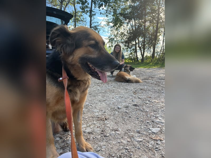 Nuka - Selbstbewusste Schönheit, 7 Jahre, rundum sozial