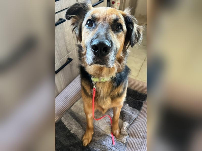 Nuka - Selbstbewusste Schönheit, 7 Jahre, rundum sozial