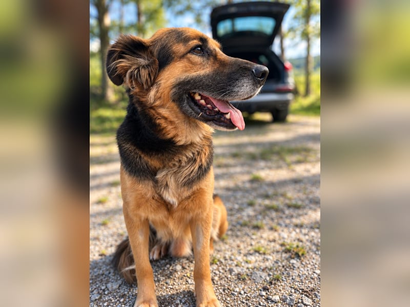 Nuka - Selbstbewusste Schönheit, 7 Jahre, rundum sozial