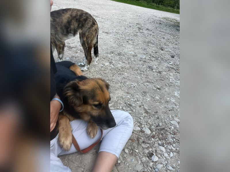 Nuka - Selbstbewusste Schönheit, 7 Jahre, rundum sozial