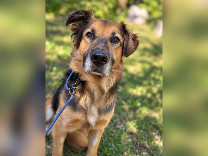 Nuka - Selbstbewusste Schönheit, 7 Jahre, rundum sozial