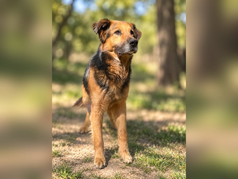 Nuka - Selbstbewusste Schönheit, 7 Jahre, rundum sozial