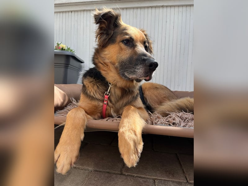Nuka - Selbstbewusste Schönheit, 7 Jahre, rundum sozial