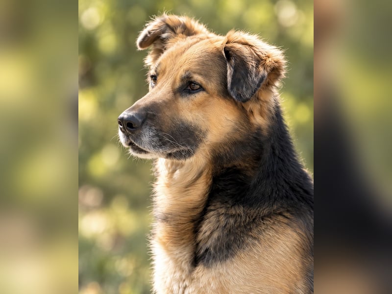 Nuka - Selbstbewusste Schönheit, 7 Jahre, rundum sozial