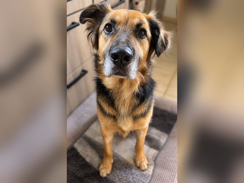 Nuka - Selbstbewusste Schönheit, 7 Jahre, rundum sozial