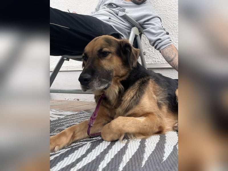 Nuka - Selbstbewusste Schönheit, 7 Jahre, rundum sozial