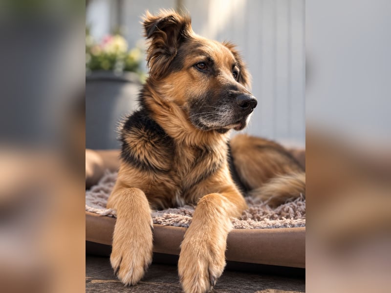 Nuka - Selbstbewusste Schönheit, 7 Jahre, rundum sozial