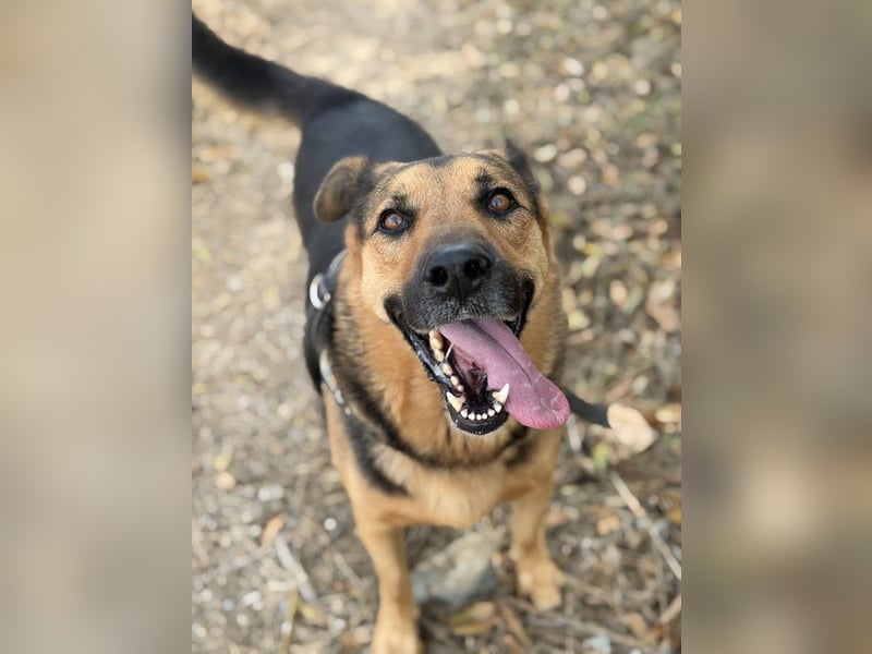 Oscar - dein Kumpel mit Teddy Charme