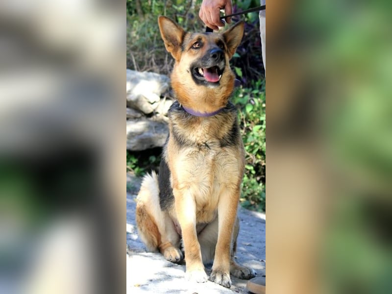 Lucy sucht ihr Für-Immer-Zuhause
