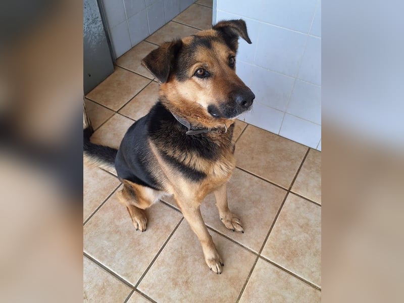 Oscar - dein Kumpel mit Teddy Charme