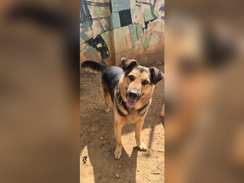 Oscar - dein Kumpel mit Teddy Charme