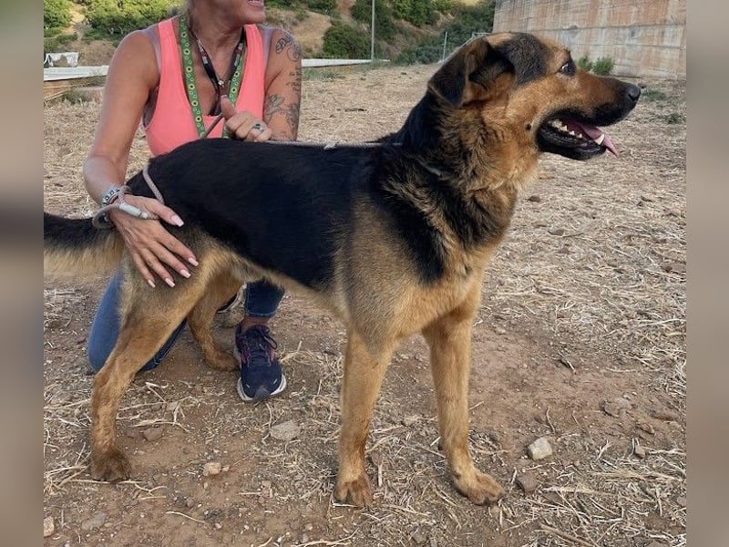 Oscar - dein Kumpel mit Teddy Charme