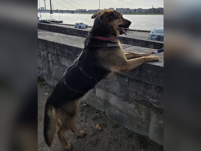 Oscar - dein Kumpel mit Teddy Charme