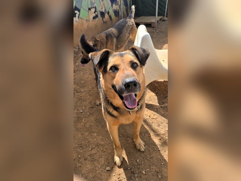 Oscar - dein Kumpel mit Teddy Charme