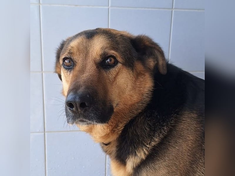 Oscar - dein Kumpel mit Teddy Charme