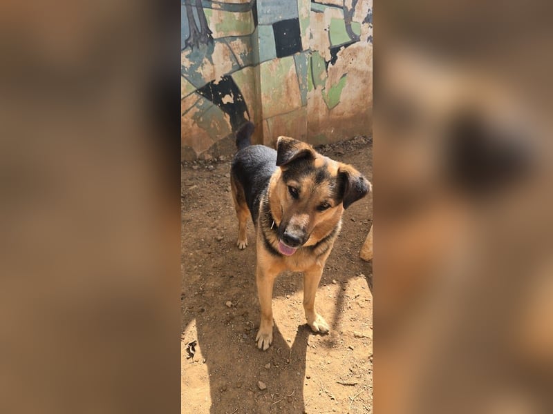 Oscar - dein Kumpel mit Teddy Charme