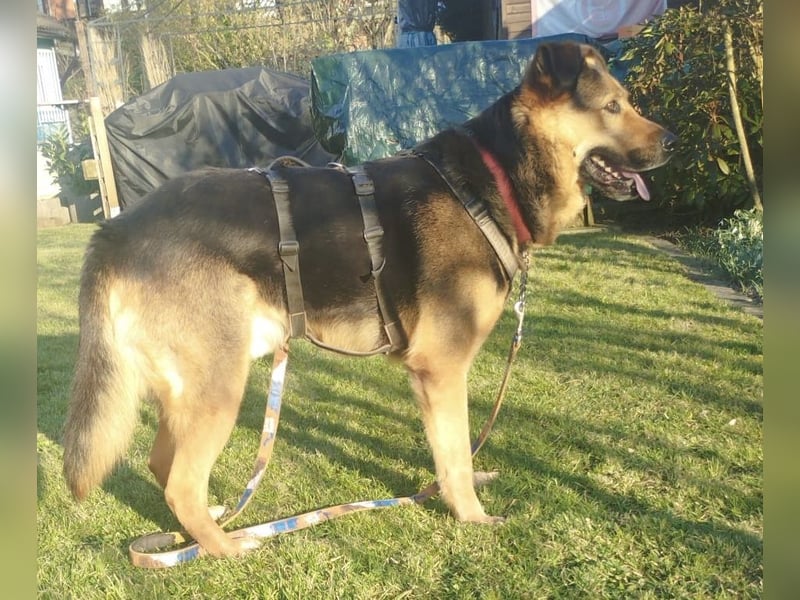 OSCAR - dein Kumpel mit Teddy-Charme