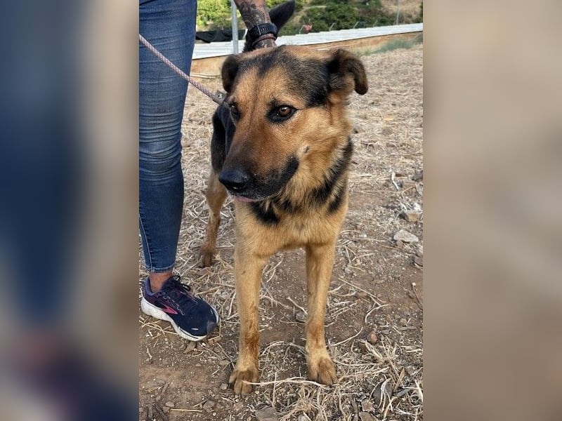 Oscar - dein Kumpel mit Teddy Charme