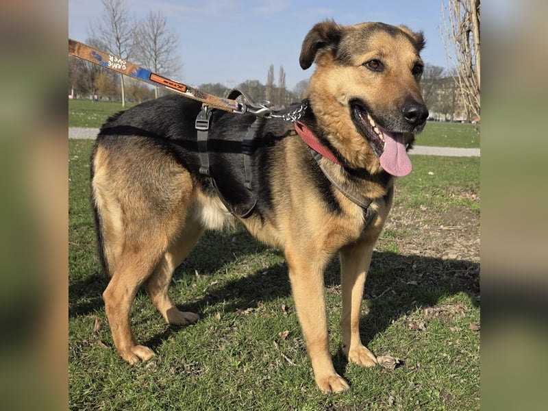 Oscar - dein Kumpel mit Teddy Charme