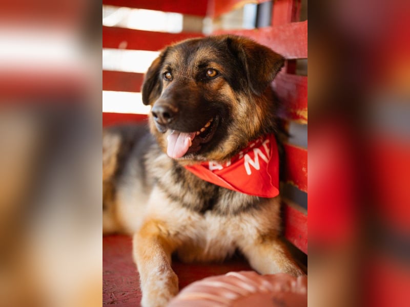 Schäfi-Mix MO❤️ intelligent, lernwillig und bindungsstark