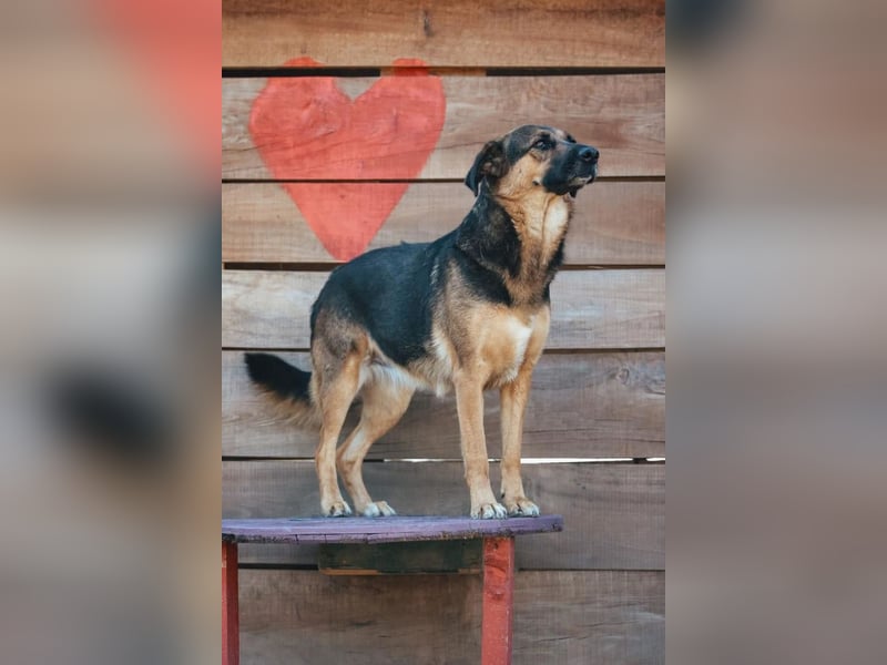 Avis ❤️ wundervolle, so sanfte Schäfi-Mix Hündin