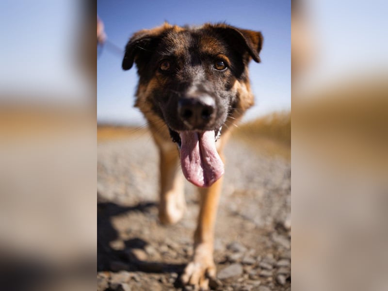 Schäfi-Mix MO❤️ intelligent, lernwillig und bindungsstark