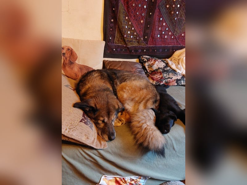 ♥REX♥ Deutscher-Schäfi-Mix-Goldjunge