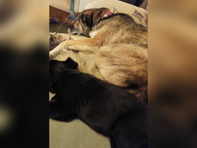 ♥REX♥ Deutscher-Schäfi-Mix-Goldjunge