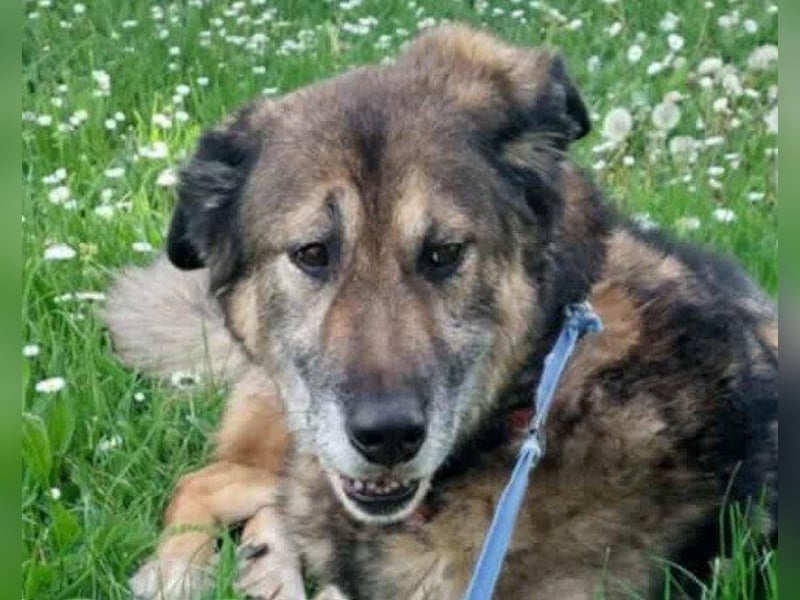 ♥REX♥ Deutscher-Schäfi-Mix-Goldjunge