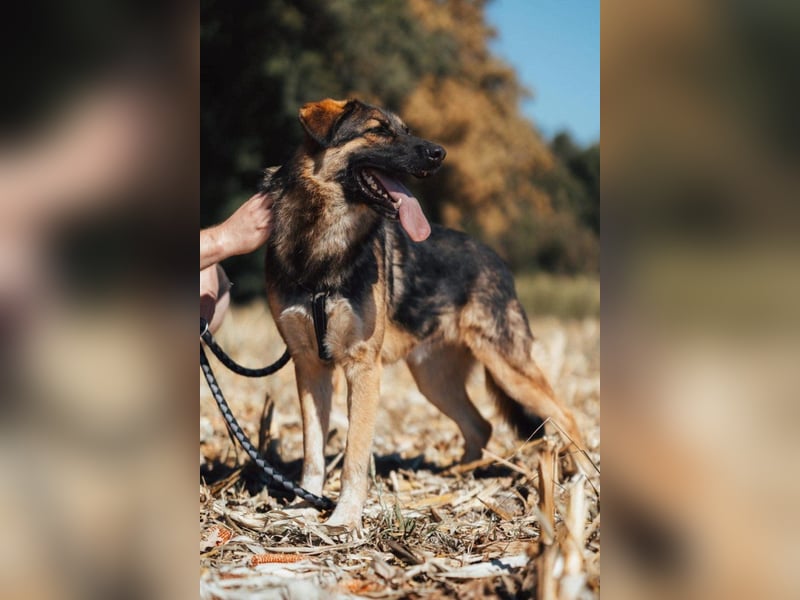 Schäfi-Mix MO❤️ intelligent, lernwillig und bindungsstark