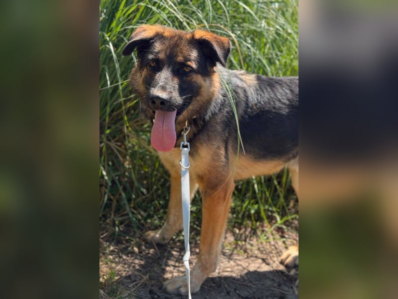 Schäfi-Mix MO❤️ intelligent, lernwillig und bindungsstark