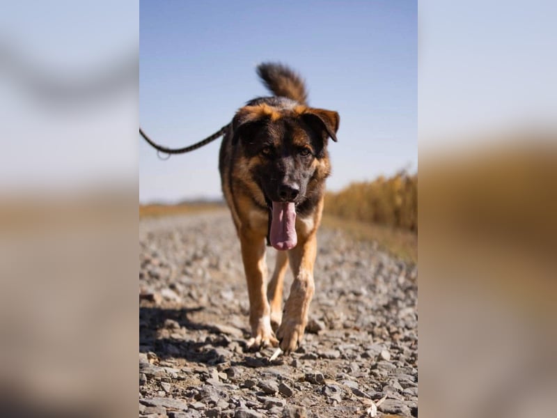 Schäfi-Mix MO❤️ intelligent, lernwillig und bindungsstark