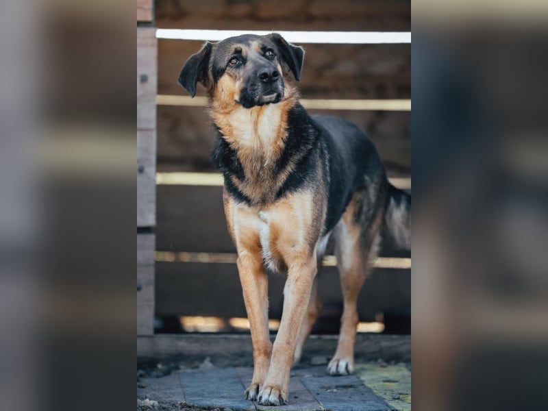 Avis ❤️ wundervolle, so sanfte Schäfi-Mix Hündin